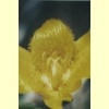 nederlandse_bloesem_remedie_yellow_star_tulip