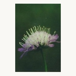 nederlandse_bloesem_remedie_beemdkroon_1718711386