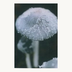 nederlandse_bloesem_remedie_kleine_viltinktzwam
