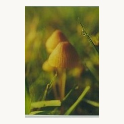 nederlandse_bloesem_remedie_mycena