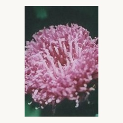 nederlandse_bloesem_remedie_purple_flower