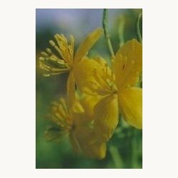 nederlandse_bloesem_remedie_stinkende_gouwe