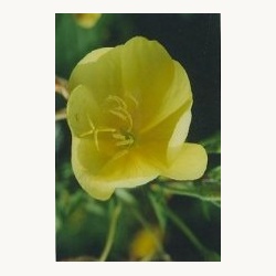 nederlandse_bloesem_remedie_teunisbloem