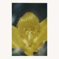 nederlandse_bloesem_remedie_yellow_star_tulip