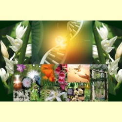 dna-licht_vitaliteitswinkel