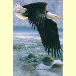 eagle_sky-2