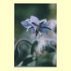 nederlandse_bloesem_remedie_komkommerkruid