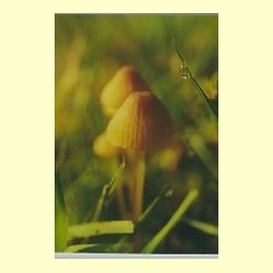 nederlandse_bloesem_remedie_mycena