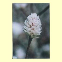 nederlandse_bloesem_remedie_papegaaieblad