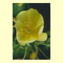 nederlandse_bloesem_remedie_teunisbloem
