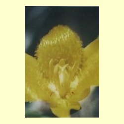 nederlandse_bloesem_remedie_yellow_star_tulip