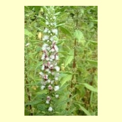 nederlandse_bloesemremedie_hartgespan