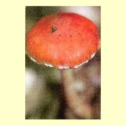 nederlandse_bloesemremedie_oranjerode-stropharia