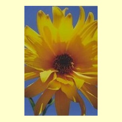 nederlandse_bloesemremedie_zonnebloem