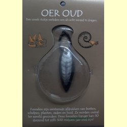 orthoceras