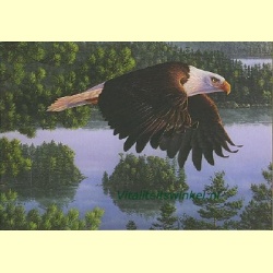 wings_of_destiny06765