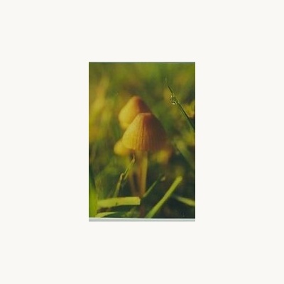 nederlandse_bloesem_remedie_mycena
