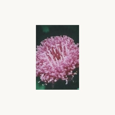 nederlandse_bloesem_remedie_purple_flower
