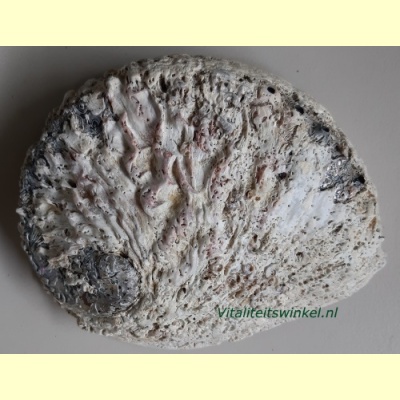 abalone_oplaadschelp_bergkristal-3
