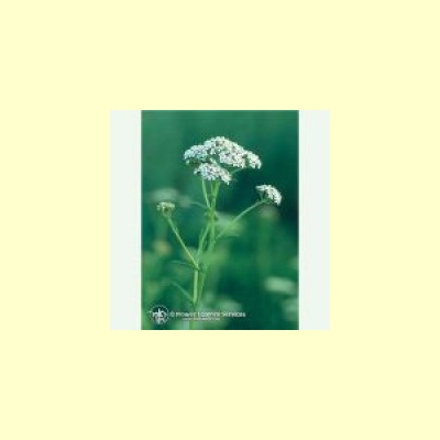 californische_fes_remedie_yarrow_30