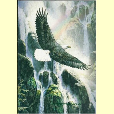 eagle_rainbow