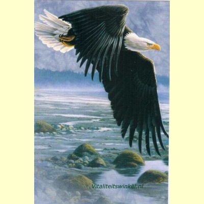 eagle_sky-2