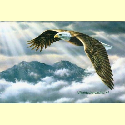 eagle_sky