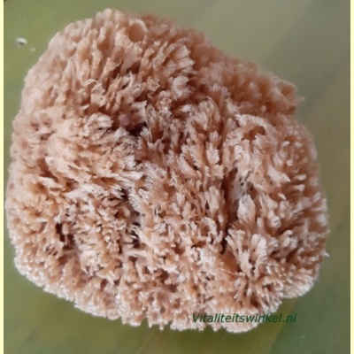 natuurspons-1