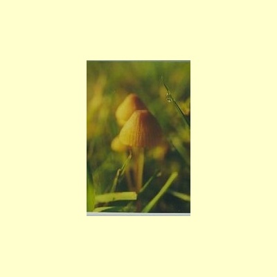 nederlandse_bloesem_remedie_mycena