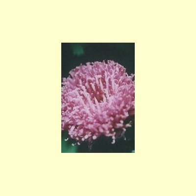 nederlandse_bloesem_remedie_purple_flower