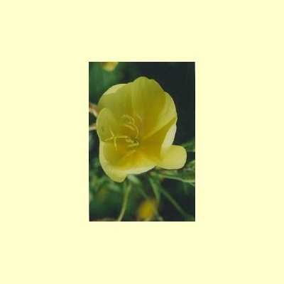 nederlandse_bloesem_remedie_teunisbloem