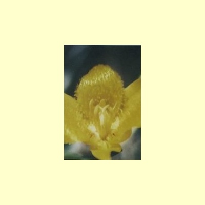 nederlandse_bloesem_remedie_yellow_star_tulip
