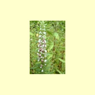 nederlandse_bloesemremedie_hartgespan