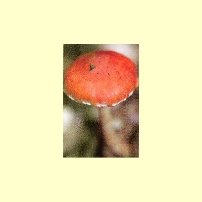 nederlandse_bloesemremedie_oranjerode-stropharia
