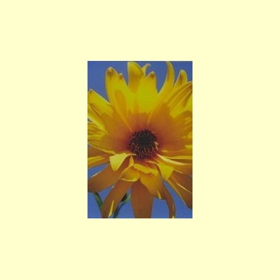 nederlandse_bloesemremedie_zonnebloem