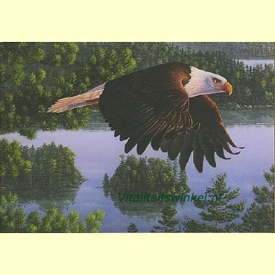 wings_of_destiny06765