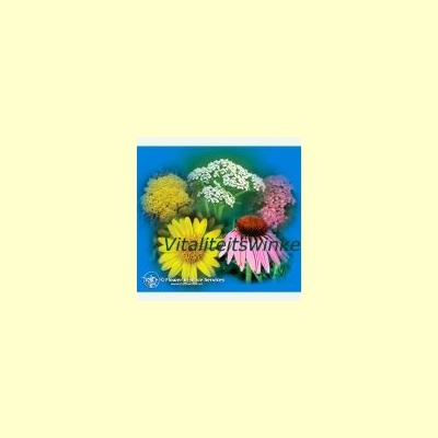 yarrow_environmental_solution