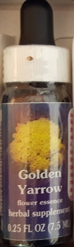 Californische FES Bloesem Remedie GOLDEN YARROW  Achillea clytedata (geel). (Golden Duizendblas)
