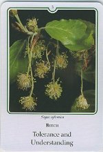 Bachremedie Beech Beech