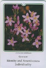Bachremedie Centaury centaury