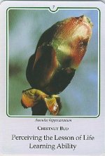 Bachremedie Chestnut but Chestnut But