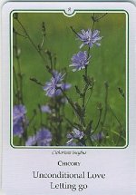 Bachremedie Chicory Chicory
