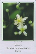 Bachremedie Clematis Clematis