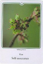 Bachremedie Elm Veldiep