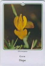 Bachremedie Gorse /Gaspeldoorn Gaspeldoon