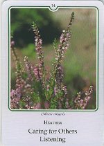 Bachremedie Heather / Struikheide Struikheide