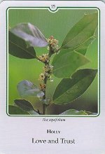 Bachremedie Holly / Hulst Hulst