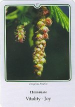 Bachremedie Hornbeam / Haagbeuk Haagbeuk