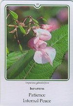 Bachremedie Impatiens / Reuzenbalsemien Reuzenbalsemien