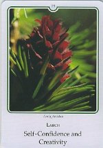 Bachremedie Larch / Larix Lariks